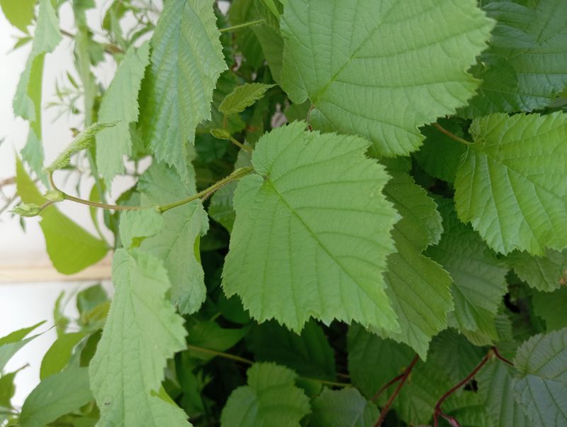 Corylus americana